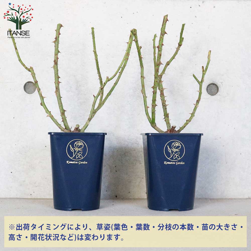 薔薇 ”ブルーフォーユー”【庭木 4号角ロング鉢／1個売り】｜ 【植物の