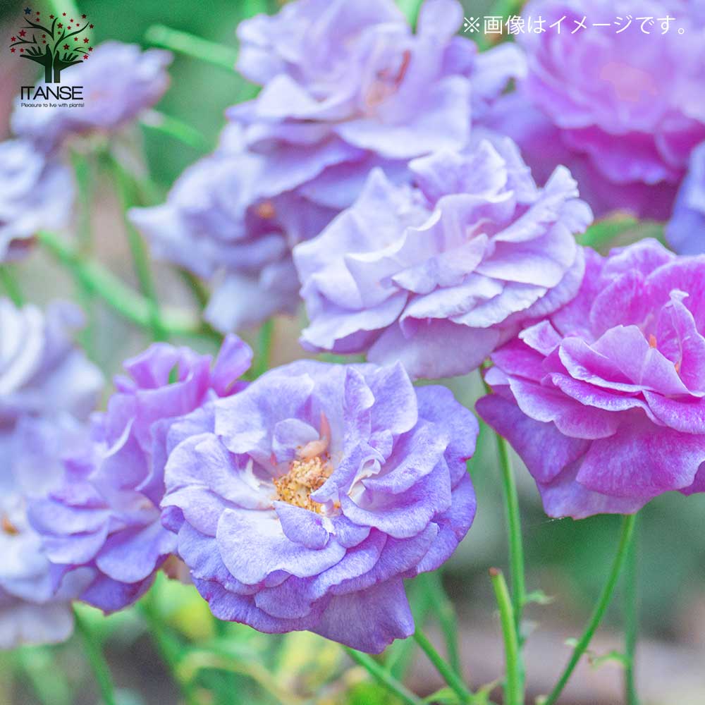 薔薇 ”ブルーフォーユー”【庭木 4号角ロング鉢／1個売り】｜ 【植物の