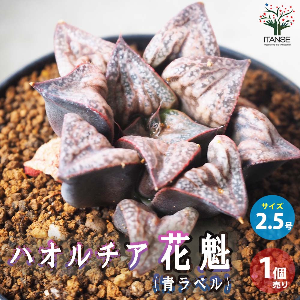 ハオルチア (青) 花魁【多肉植物 2.5号鉢／1個売り】｜ 【植物の