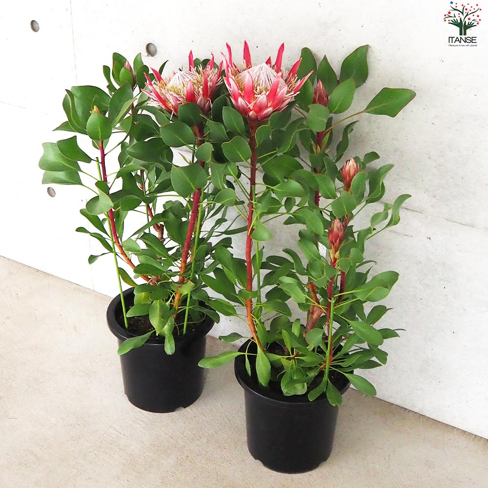 希少 プロテア キングピンク 8号 大苗 鉢植え 苗 希少 プロテア キングピンク 8号 大苗 鉢植え 苗