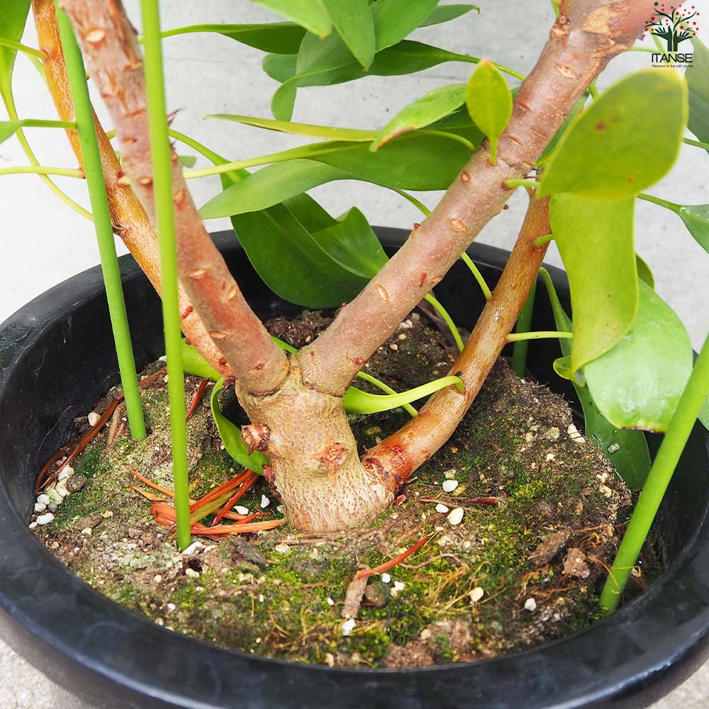 キングプロテア リトルプリンス【花苗 大苗8号鉢／1個売り】｜ 【植物