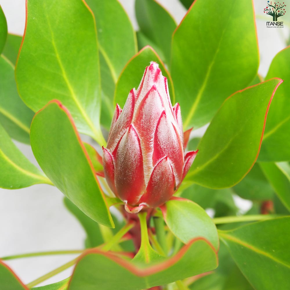 キングプロテア リトルプリンス【花苗 大苗8号鉢／1個売り】｜ 【植物