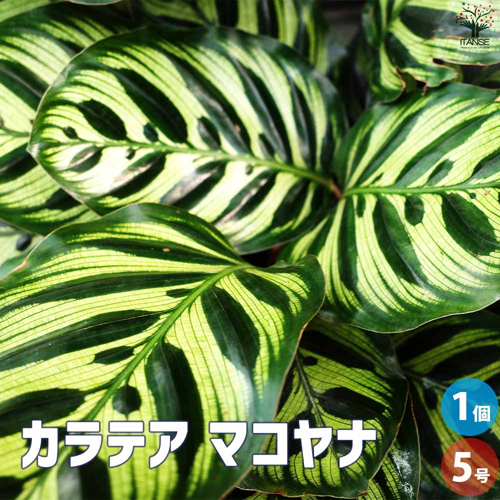 カラテア マコヤナ【観葉植物 5号鉢／1個売り】
