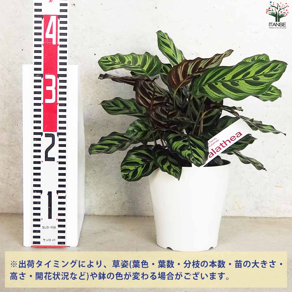 カラテア マコヤナ【観葉植物 5号鉢／1個売り】