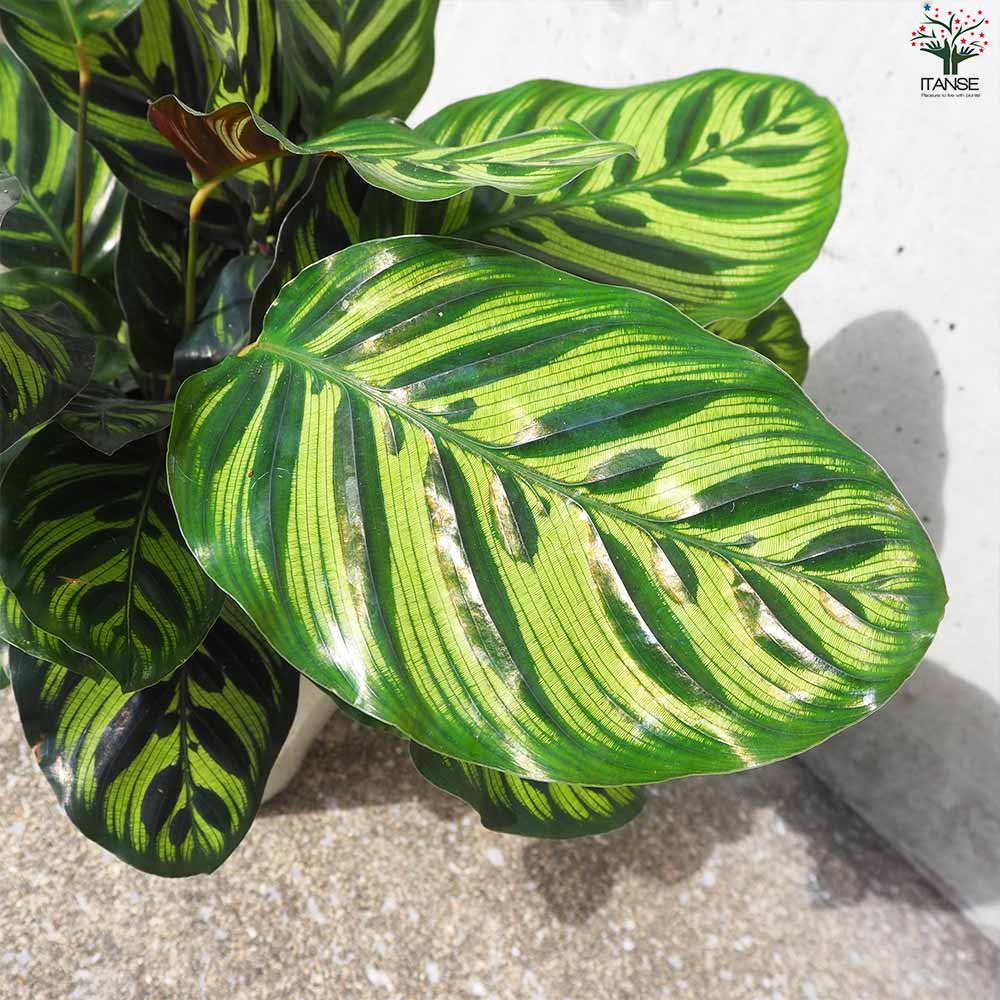 カラテア マコヤナ【観葉植物 5号鉢／1個売り】