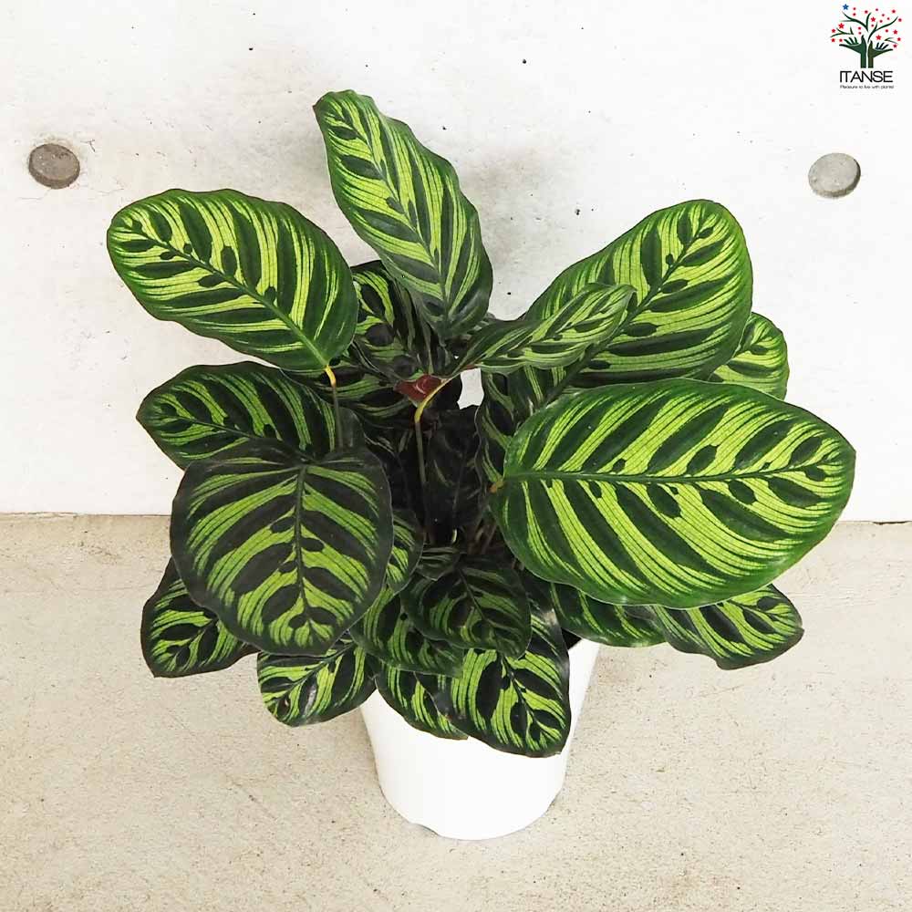 カラテア マコヤナ【観葉植物 5号鉢／1個売り】