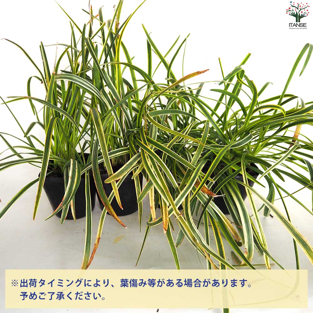 グランドカバー 斑入りヤブラン 2個～【花苗 9cmポット】｜ 【植物の