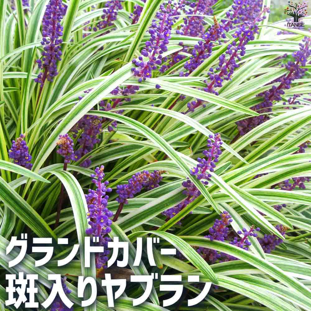 グランドカバー 斑入りヤブラン 2個～【花苗 9cmポット】｜ 【植物の