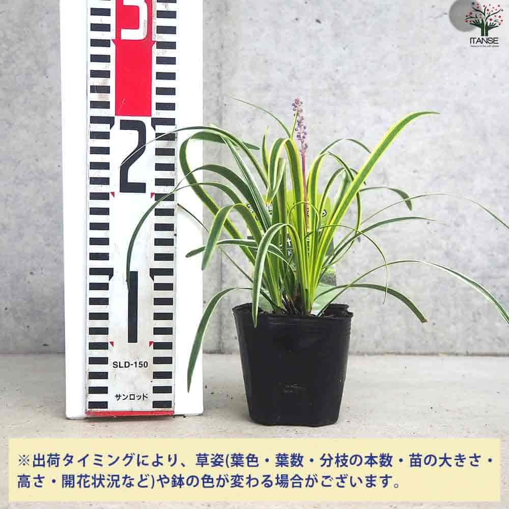 グランドカバー 斑入りヤブラン 2個～【花苗 9cmポット】｜ 【植物の