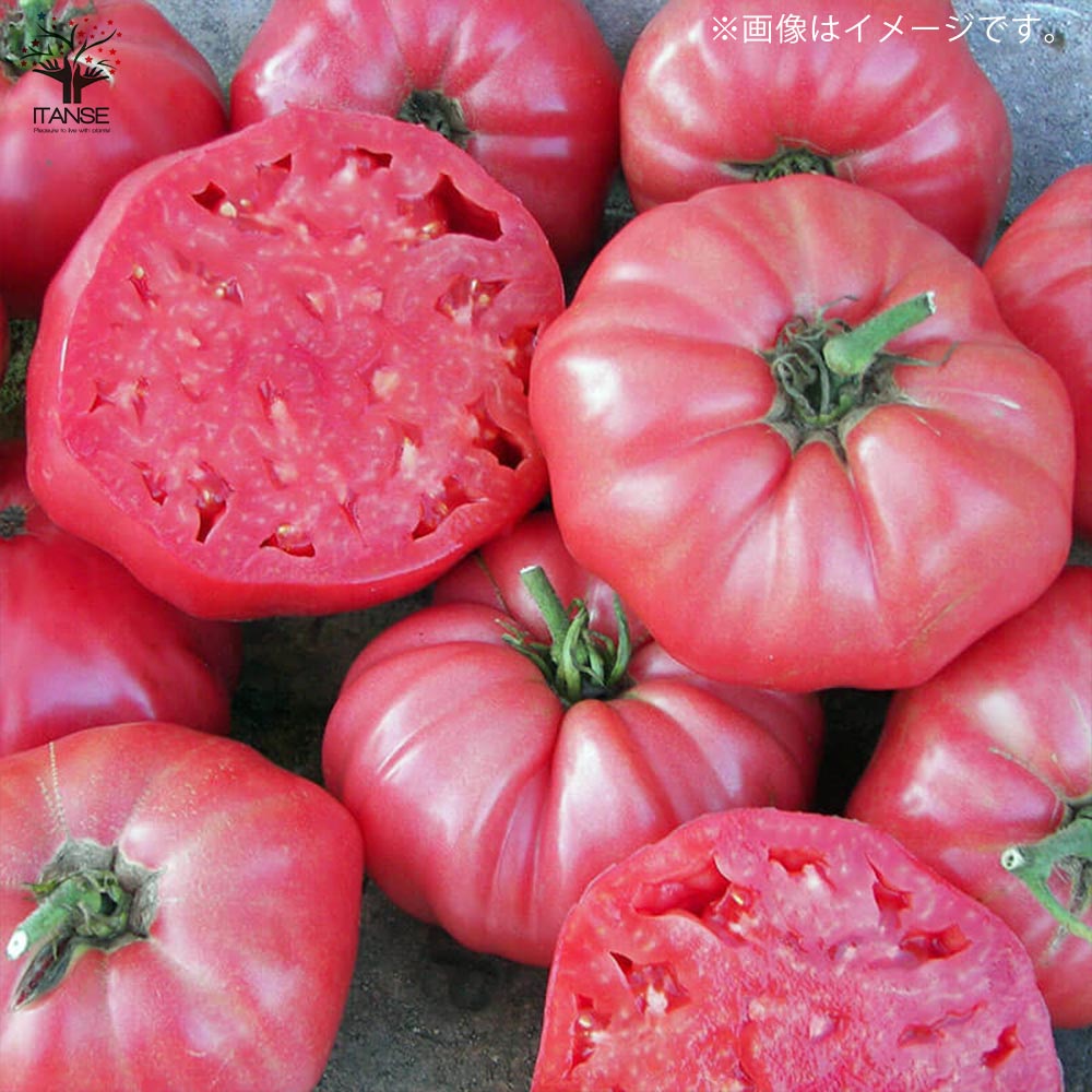 ブランディワイン ピンクトマトの苗 (品種:Brandywine Pink Tomato)【固定種野菜苗10.5cmポット 自根苗】