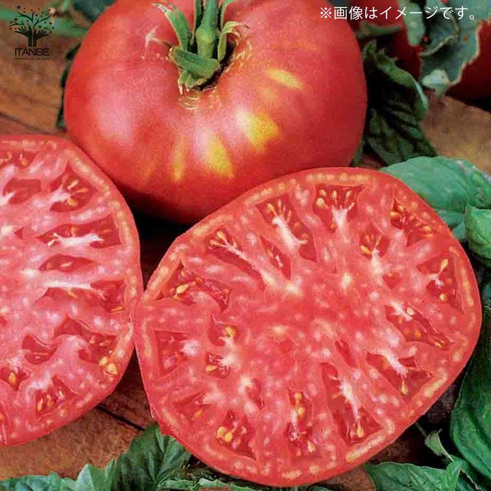 ブランディワイン ピンクトマトの苗 (品種:Brandywine Pink Tomato)【固定種野菜苗10.5cmポット 自根苗】