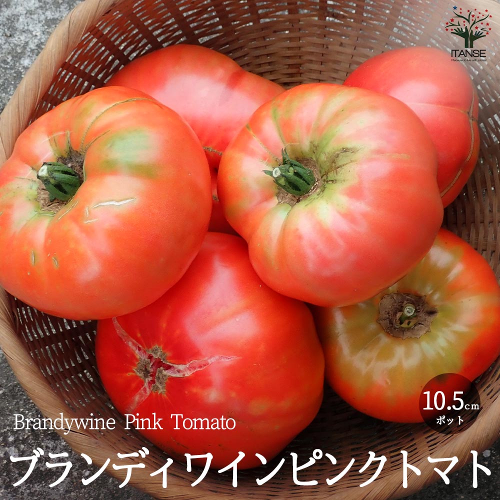 ブランディワイン ピンクトマトの苗 (品種:Brandywine Pink Tomato)【固定種野菜苗10.5cmポット 自根苗】