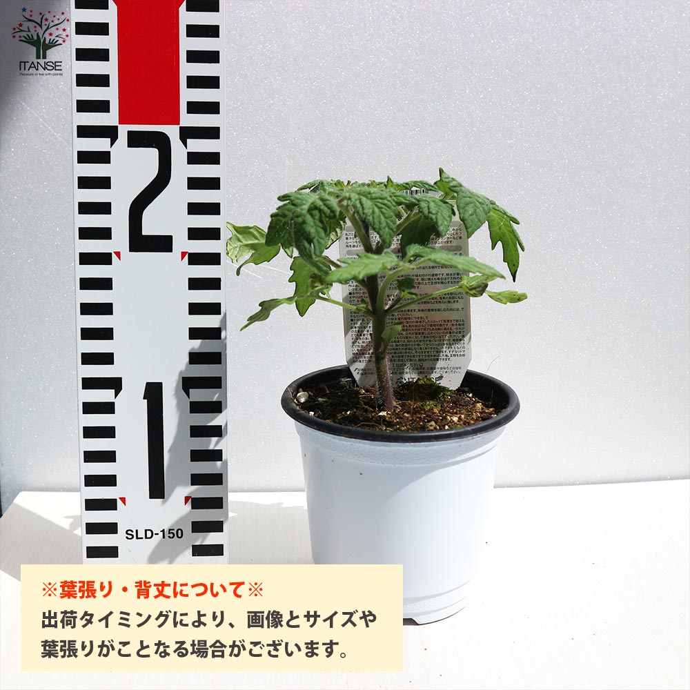 ブランディワイン ピンクトマトの苗 (品種:Brandywine Pink Tomato)【固定種野菜苗10.5cmポット 自根苗】