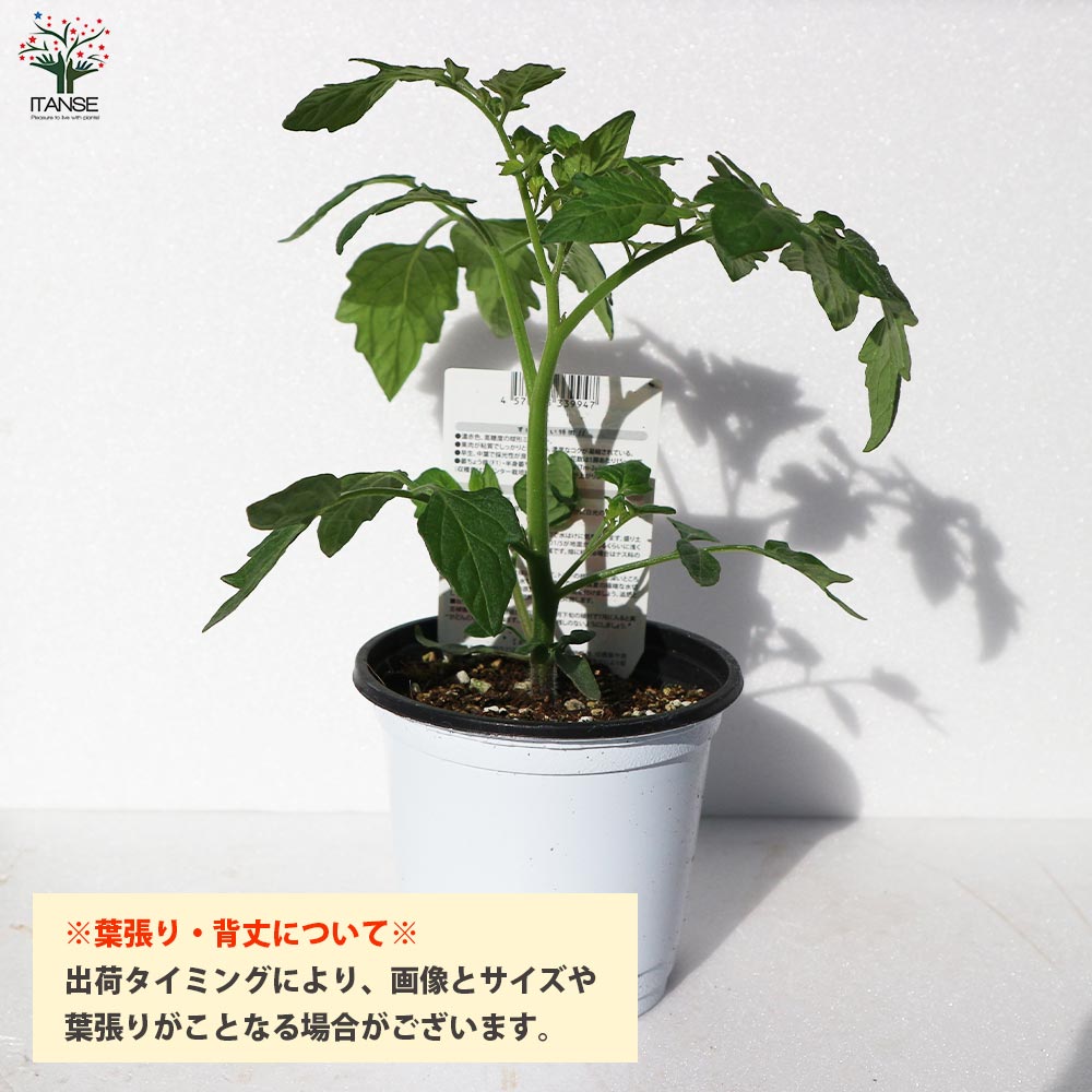 ブランディワイン ピンクトマトの苗 (品種:Brandywine Pink Tomato)【固定種野菜苗10.5cmポット 自根苗】