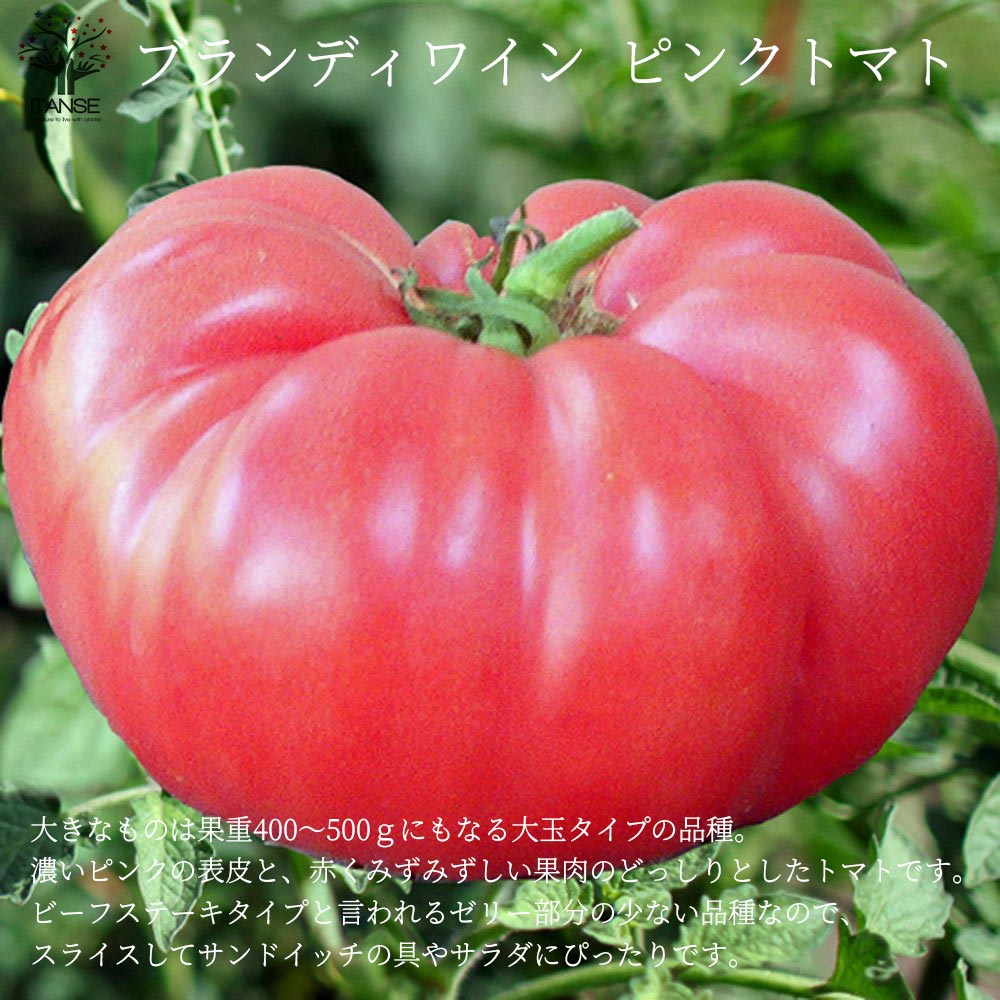 ブランディワイン ピンクトマトの苗 (品種:Brandywine Pink Tomato)【固定種野菜苗10.5cmポット 自根苗】