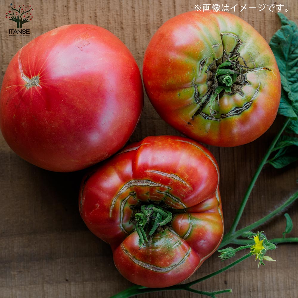 ブランディワイン ピンクトマトの苗 (品種:Brandywine Pink Tomato)【固定種野菜苗10.5cmポット 自根苗】