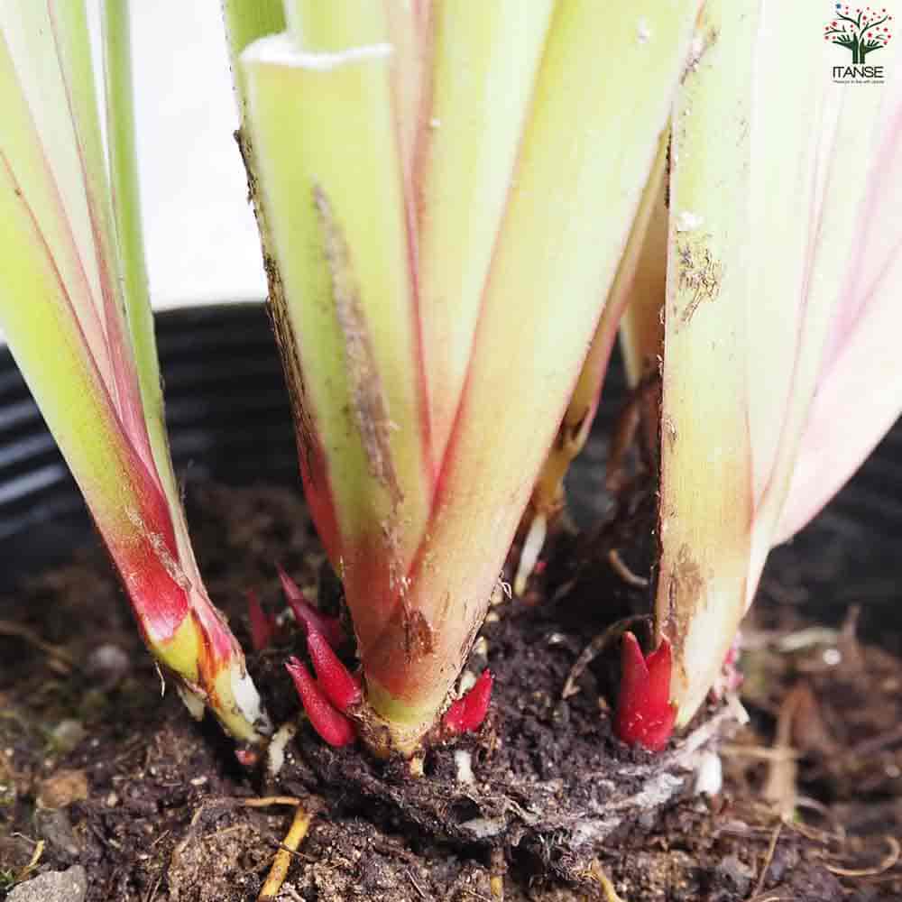 ディアネラ タスマニカ タスレッド 【花苗 5号ポット】｜ 【植物の