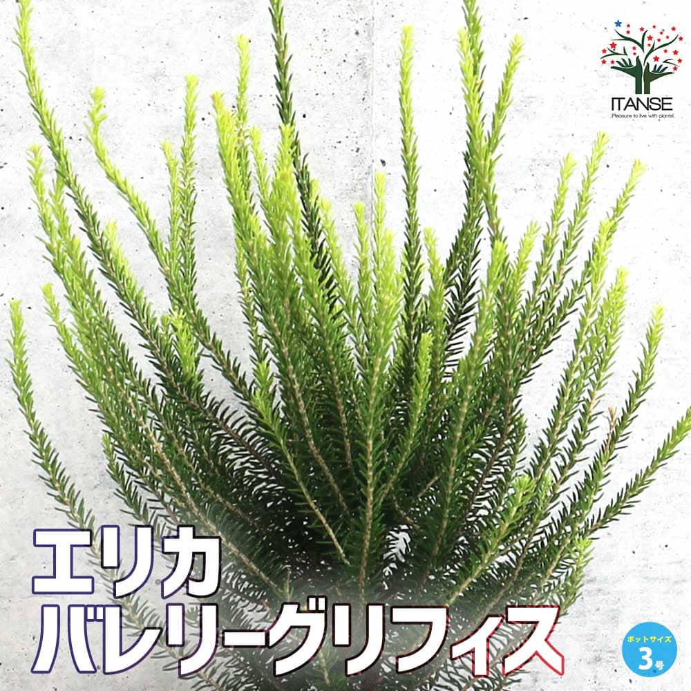 エリカ バレリーグリフィス【庭木 3号ポット】