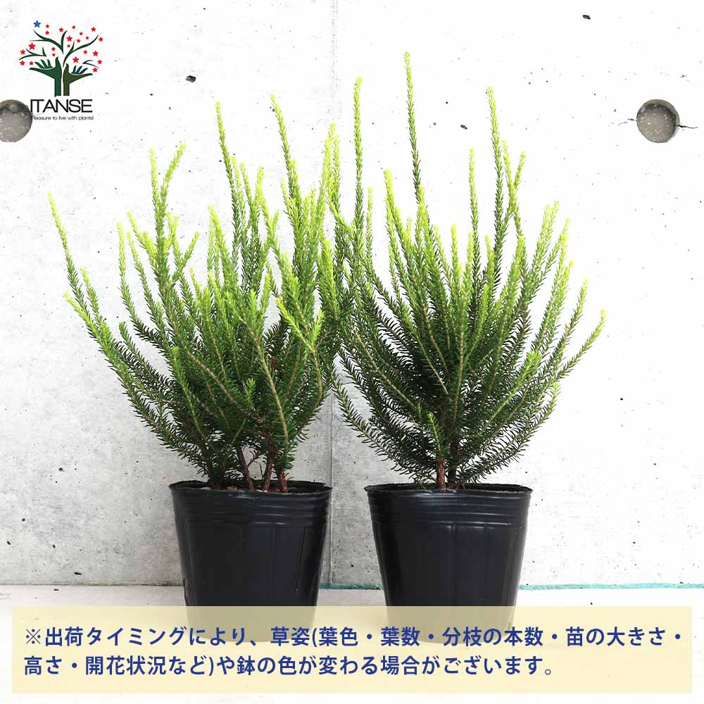 エリカ バレリーグリフィス【庭木 3号ポット】