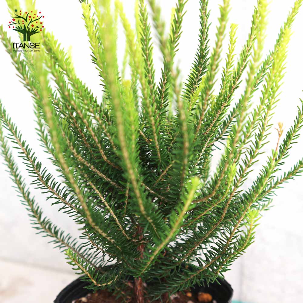 エリカ バレリーグリフィス【庭木 3号ポット】