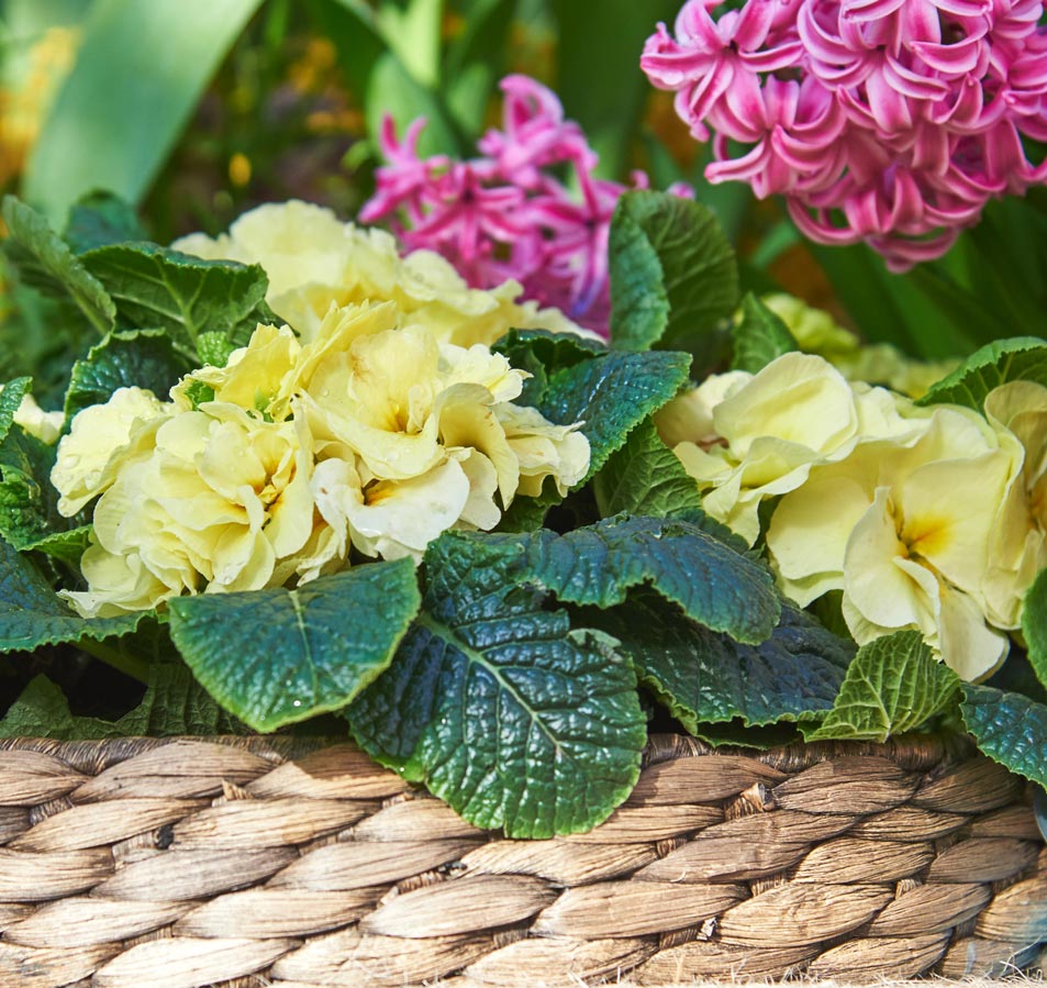 フリンジ咲きジュリアン・モンシュシュ 色ミックス見計らい3個～【花苗