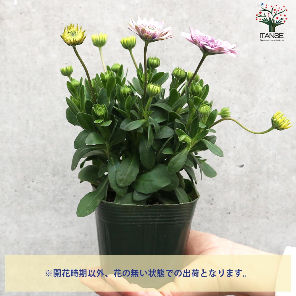 オステオスペルマム コパン【花苗 3.5号ポット】｜ 【植物の