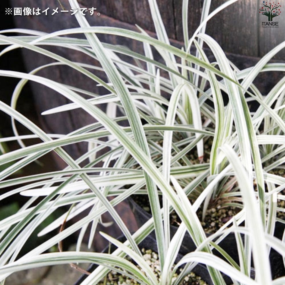 リュウノヒゲ 白竜 ハクリュウ2個～【花苗 9cmポット】｜ 【植物の