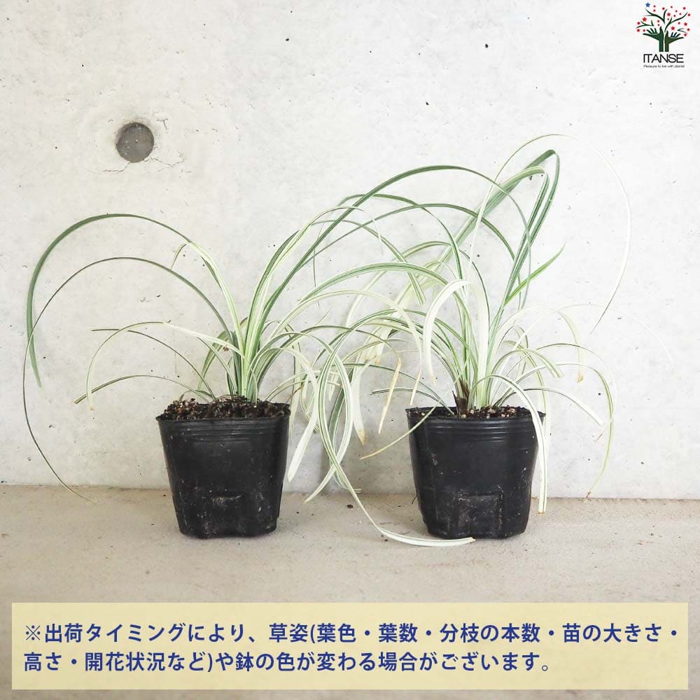 ぴかん様　購入済みです。龍の髭　黒龍　２株で付いて１株です。　抜き苗　2-(6) ぴかん様 購入済みです。龍の髭 黒龍 2株で付いて1株です。 抜き苗 2