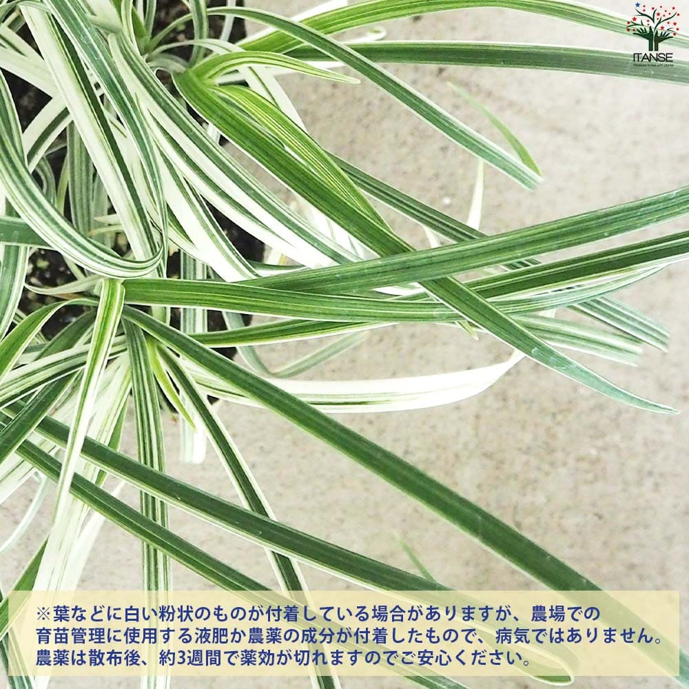 ぴかん様　購入済みです。龍の髭　黒龍　２株で付いて１株です。　抜き苗　2-(6) ぴかん様 購入済みです。龍の髭 黒龍 2株で付いて1株です。 抜き苗 2