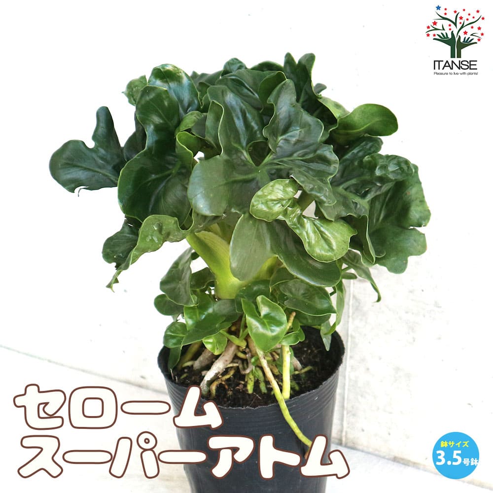 その他観葉植物 STI Amazon.co.jp: シマトネリコ（8号鉢）とても涼しげでサラサラと