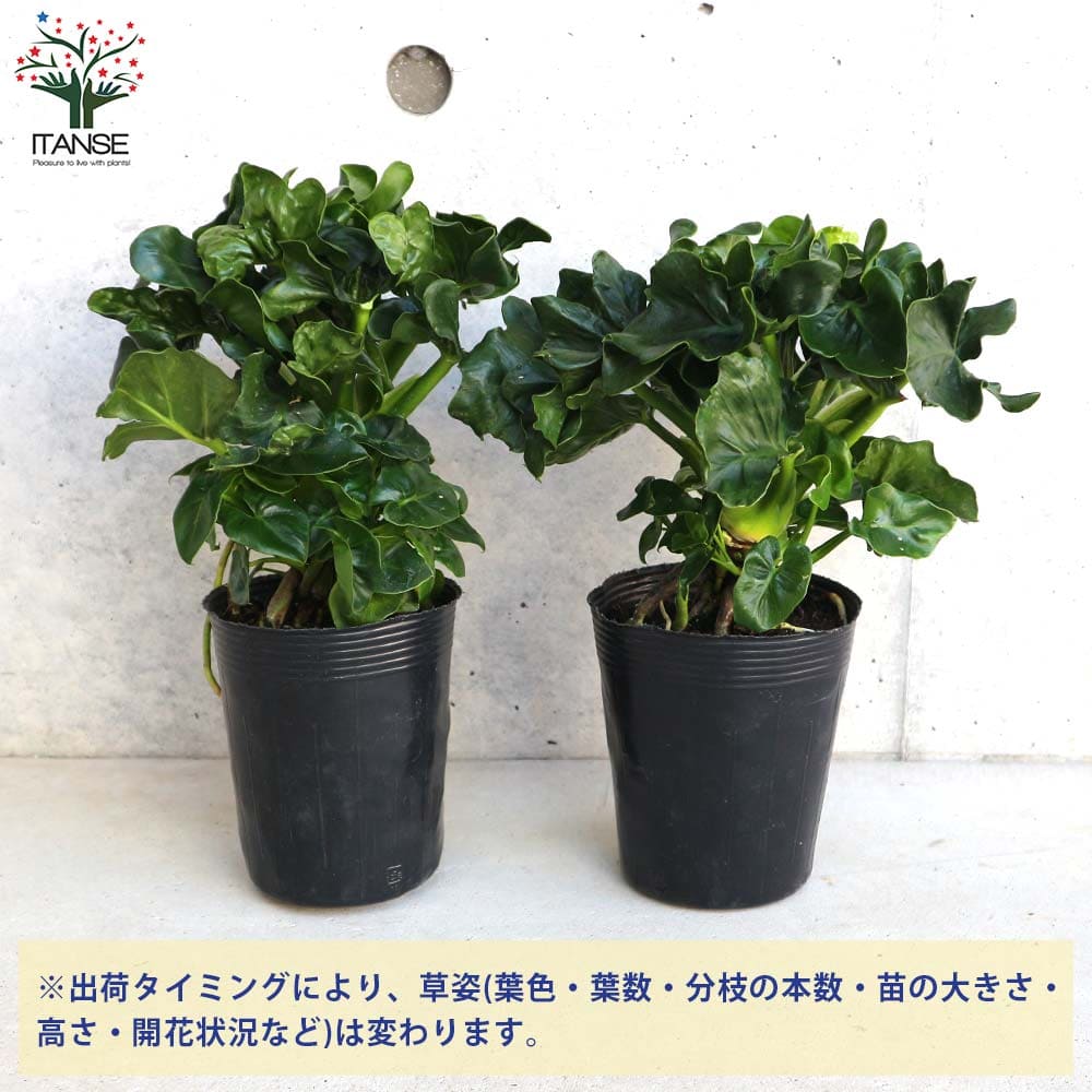 セローム・スーパーアトム リビングやオフィス向きサイズ【観葉植物