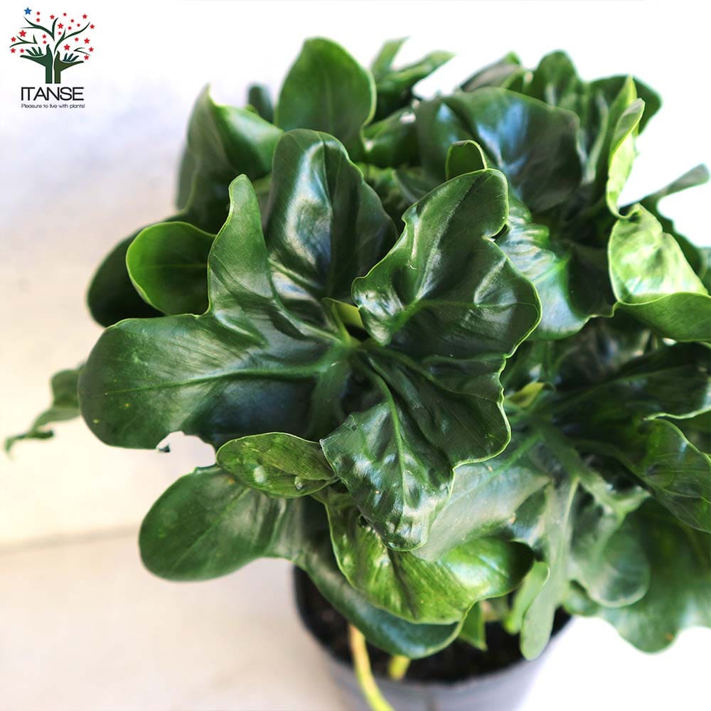 セローム・スーパーアトム リビングやオフィス向きサイズ【観葉植物 3.5号鉢】