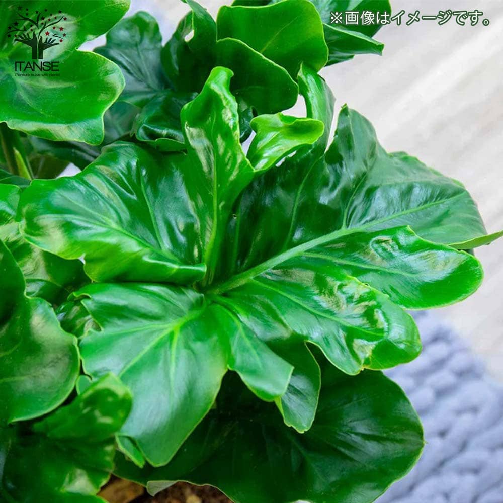 セローム・スーパーアトム リビングやオフィス向きサイズ【観葉植物 3.5号鉢】