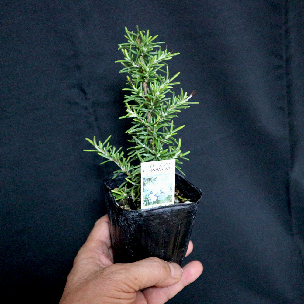 ローズマリー モーツァルトブルー(半立性)【ハーブ苗9cmポット