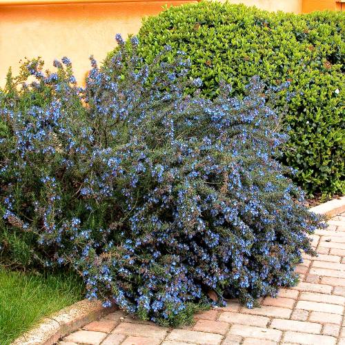 ローズマリー モーツァルトブルー(半立性)【ハーブ苗9cmポット】