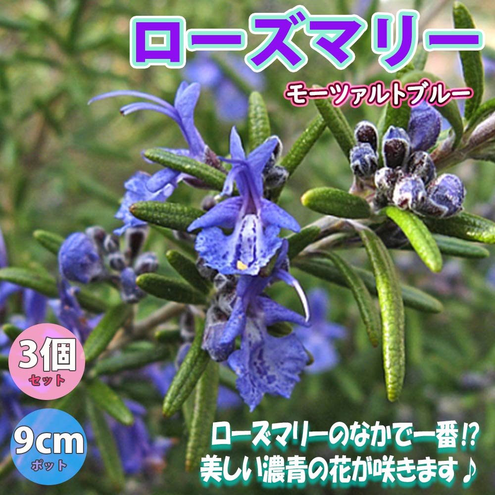 ローズマリー モーツァルトブルー(半立性)【ハーブ苗9cmポット】