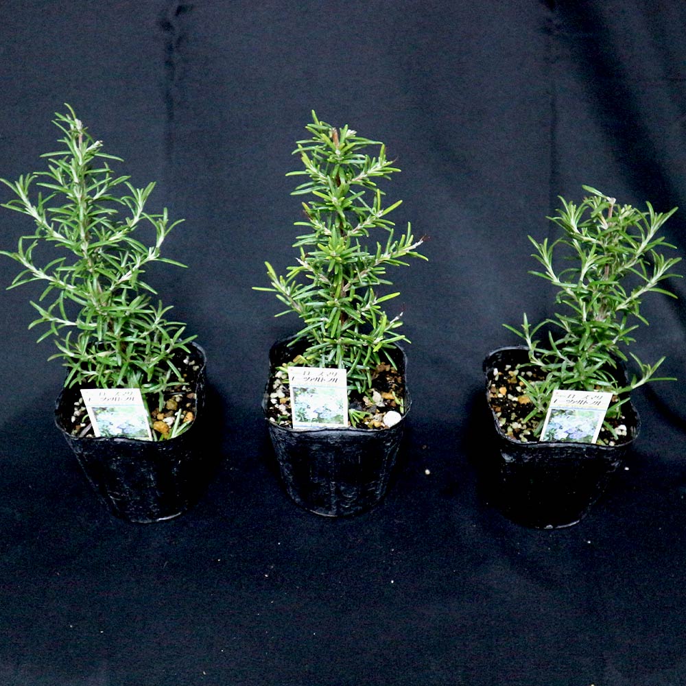 ローズマリー モーツァルトブルー(半立性)【ハーブ苗9cmポット