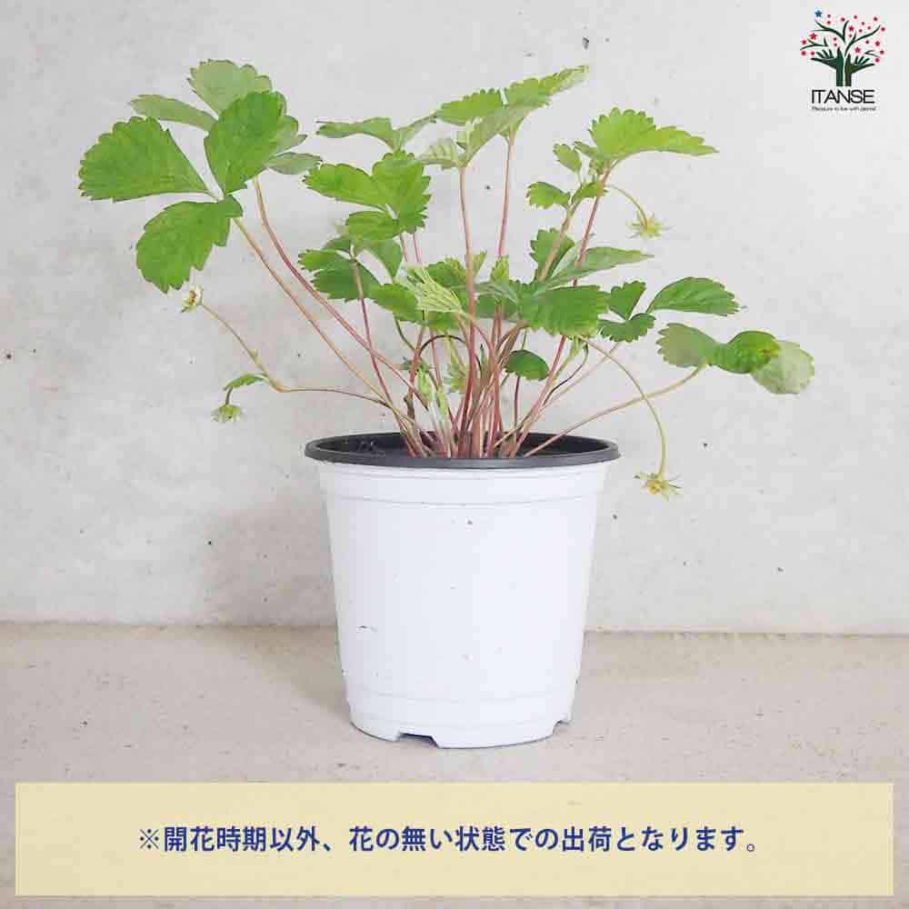 ワイルドストロベリー 赤実 10.5cm2個～【おうちで簡単！育てやすい