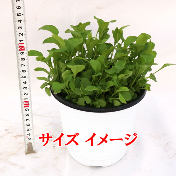”ルッコラの大苗”繰り返し何回も収穫可能。室内・戸外通年栽培用大苗 肥料付き”これだけでOKシリーズ”このまま室内窓辺や戸外のベランダで育てるシリーズ【ハーブ苗15cm硬質ポット大苗 1個売り】