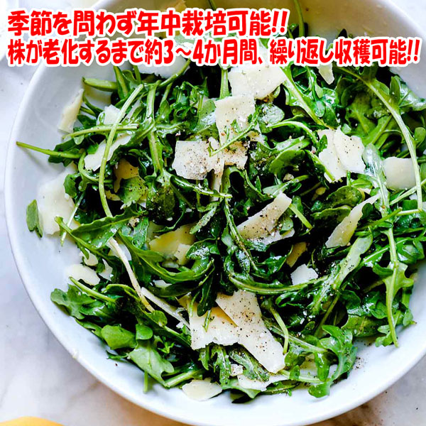 ”ルッコラの大苗”繰り返し何回も収穫可能。室内・戸外通年栽培用大苗 肥料付き”これだけでOKシリーズ”このまま室内窓辺や戸外のベランダで育てるシリーズ【ハーブ苗15cm硬質ポット大苗 1個売り】