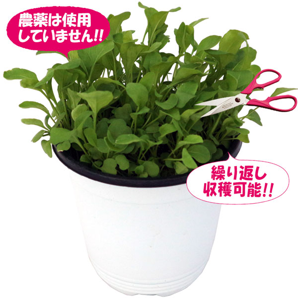 ”ルッコラの大苗”繰り返し何回も収穫可能。室内・戸外通年栽培用大苗 肥料付き”これだけでOKシリーズ”このまま室内窓辺や戸外のベランダで育てるシリーズ【ハーブ苗15cm硬質ポット大苗 1個売り】