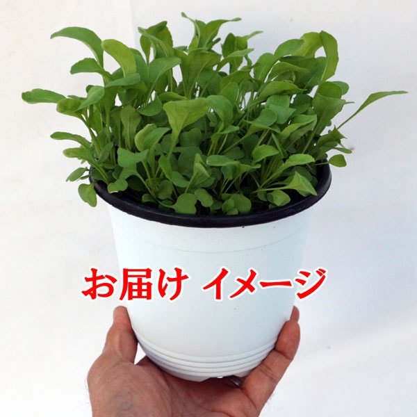 ”ルッコラの大苗”繰り返し何回も収穫可能。室内・戸外通年栽培用大苗 肥料付き”これだけでOKシリーズ”このまま室内窓辺や戸外のベランダで育てるシリーズ【ハーブ苗15cm硬質ポット大苗 1個売り】