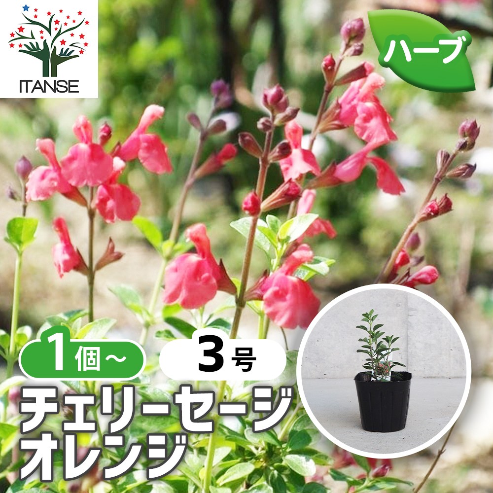 チェリーセージ オレンジ【ハーブ苗9cmポット／1個～】｜ 【植物の