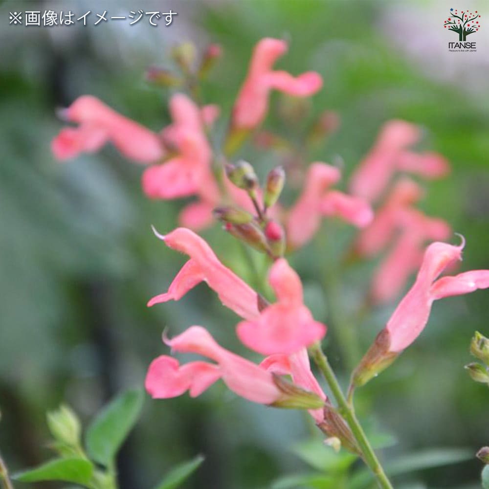 チェリーセージ オレンジ【ハーブ苗9cmポット／1個～】｜ 【植物の