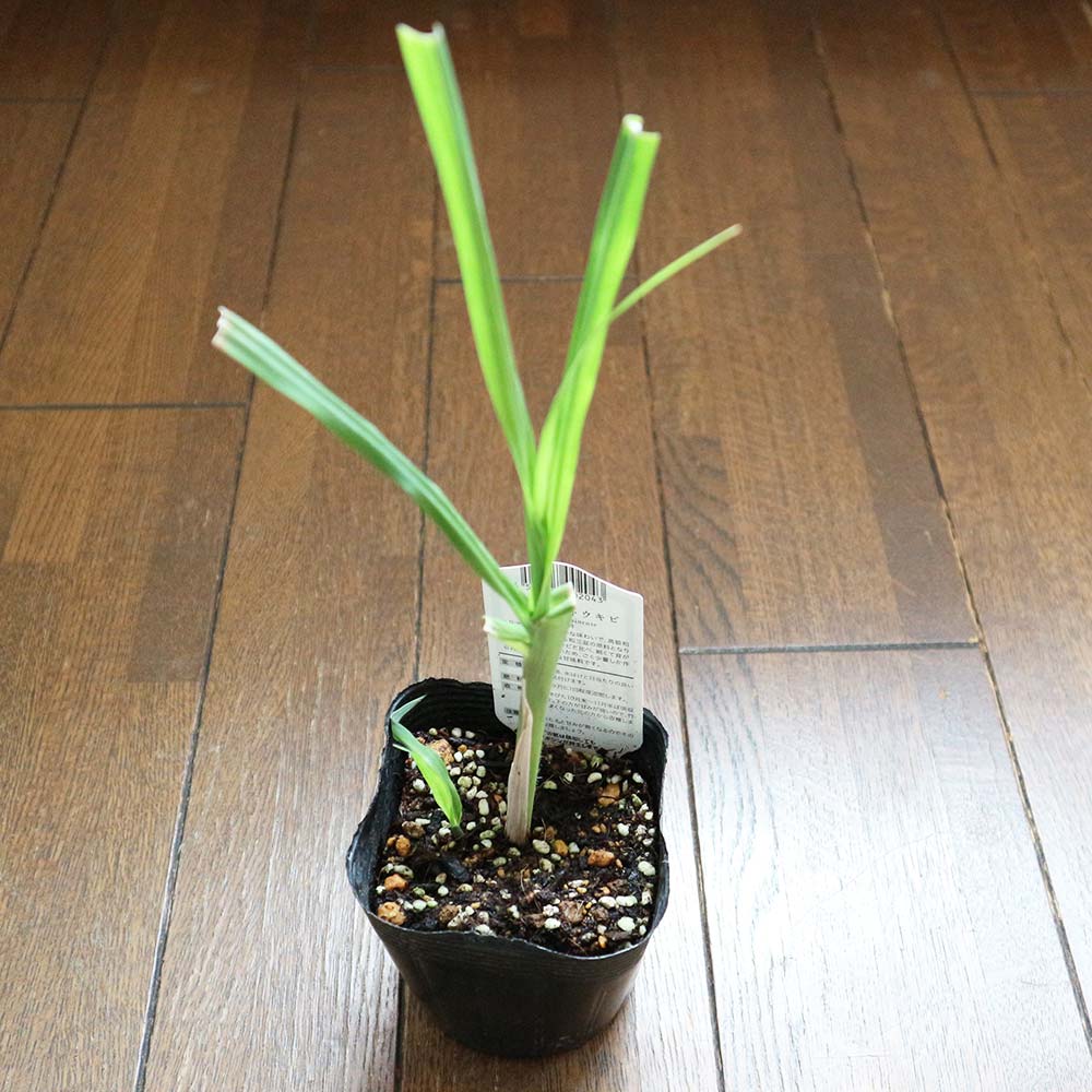 Itanse良品セレクト通販 Itanse良品セレクト通販