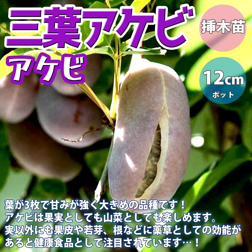 アケビの苗木 三葉【果樹苗 2年生 挿木苗12cmポット／1個】｜ 【植物の