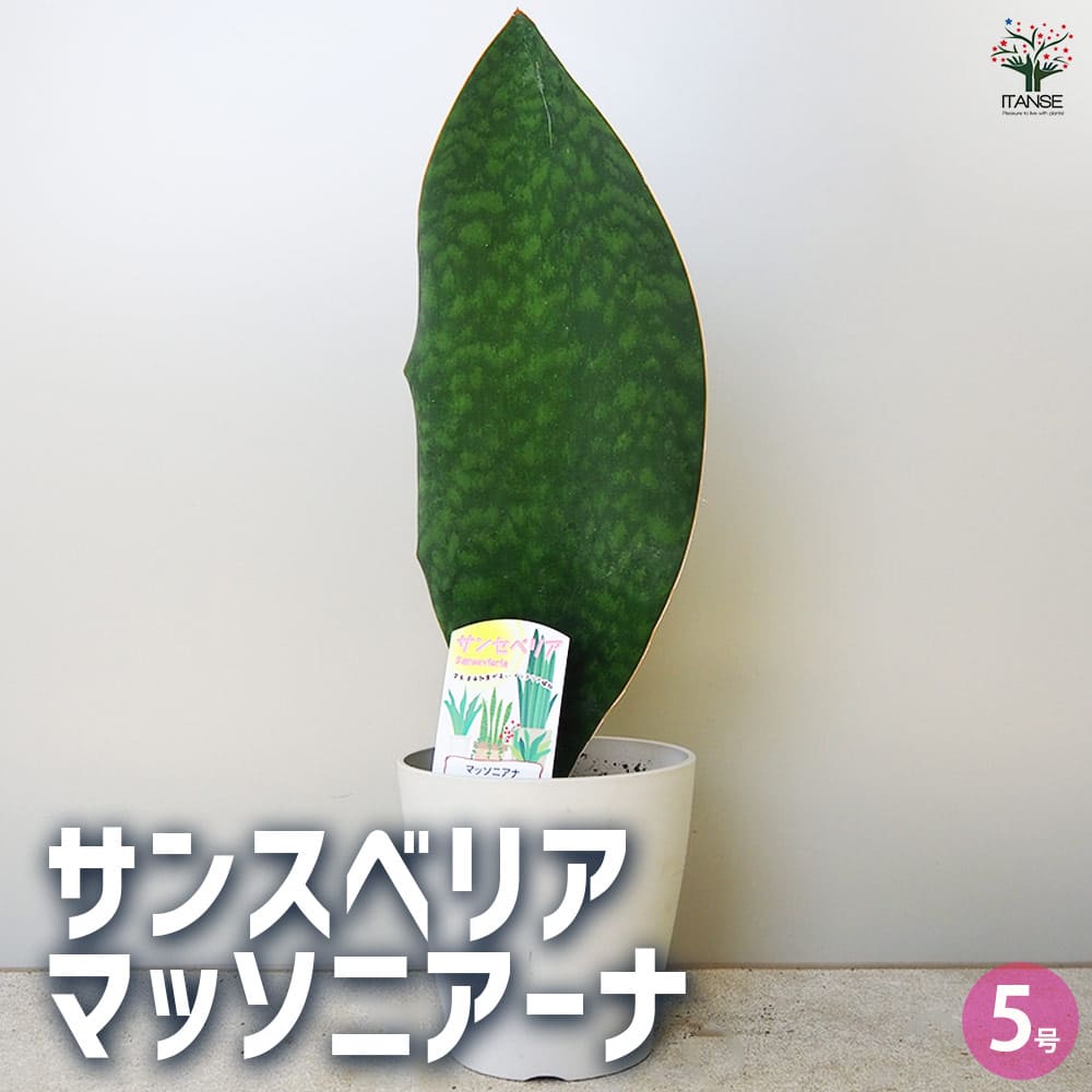 サンスベリア マッソニアーナ 【観葉植物 5号鉢／1個売り】｜ 【植物の