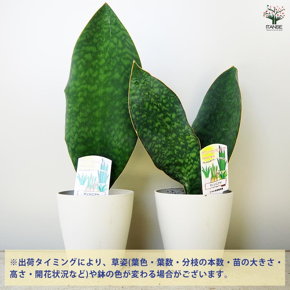 サンスベリア マッソニアーナ 【観葉植物 5号鉢／1個売り】｜ 【植物の
