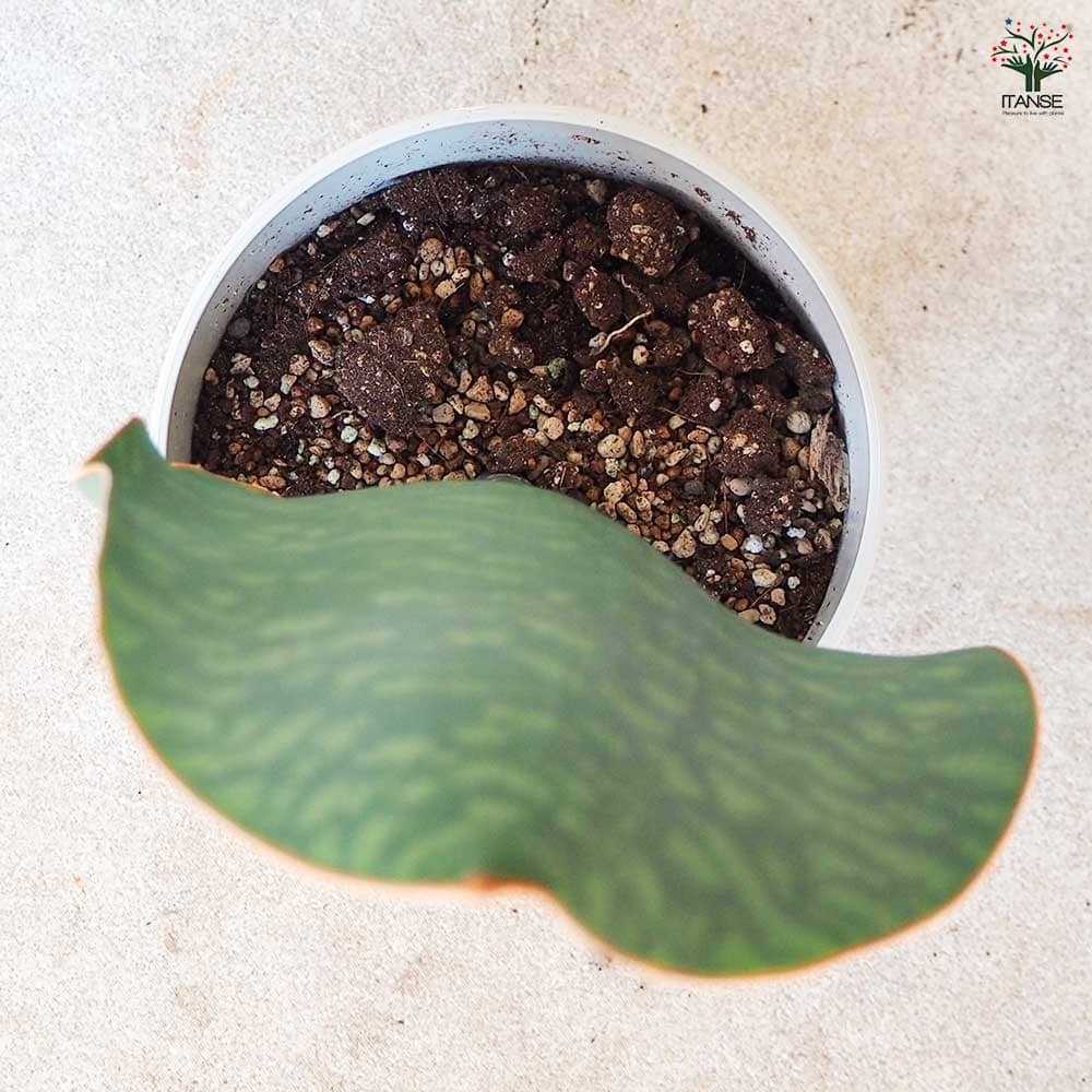 サンスベリア マッソニアーナ 【観葉植物 5号鉢／1個売り】｜ 【植物の