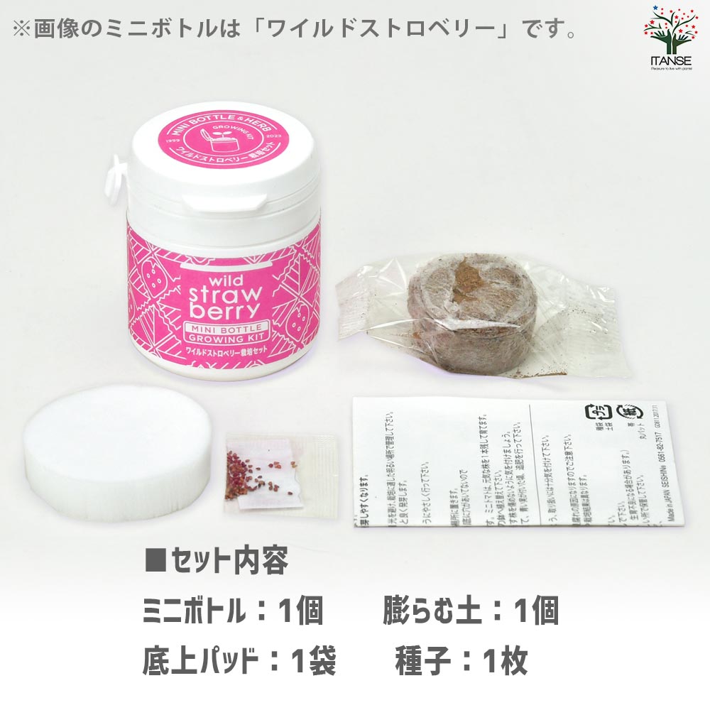 栽培セット ミニボトルハーブス アップルミント 【1個売り】｜ 【植物